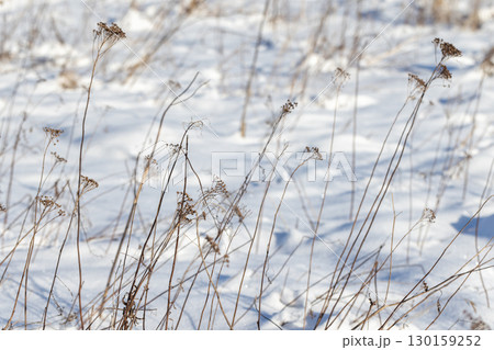 Abstract natural winter background photography featuring frozen dry tansy flowers Abstract natural winter background photography featuring frozen dry tansy flowers 130159252