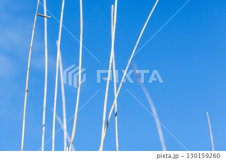 Vertical dried reed stems reach upwards against a vivid blue cloudless sky Vertical dried reed stems reach upwards against a vivid blue cloudless sky 130159260
