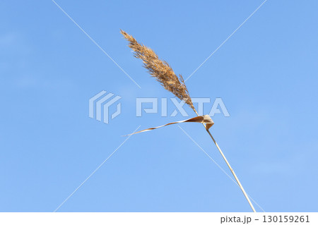 A single golden reed standing tall against a vibrant blue sky 130159261