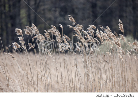 Golden reeds gracefully sway in a gentle breeze, set against a blurred forest Golden reeds gracefully sway in a gentle breeze, set against a blurred forest 130159263