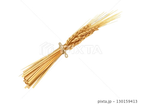 Watercolor vector illustration an ear of wheat. 130159413