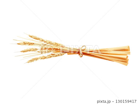 Watercolor vector illustration an ear of wheat. 130159417