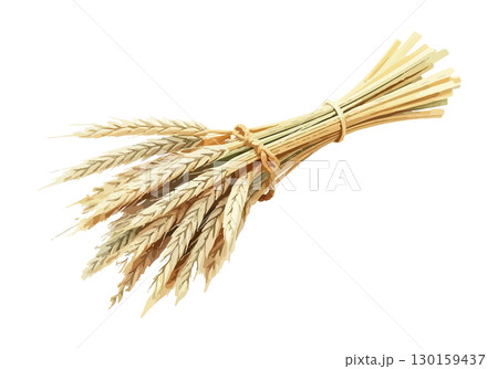 Watercolor vector illustration an ear of wheat. 130159437