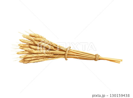 Watercolor vector illustration an ear of wheat. 130159438