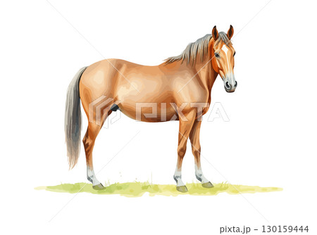 Watercolor vector illustration of a horse. 130159444