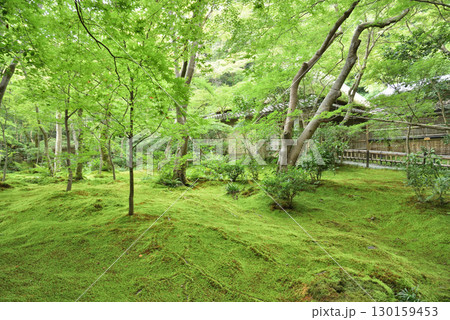 夏の祇王寺　緑の庭園(京都市右京区) 130159453