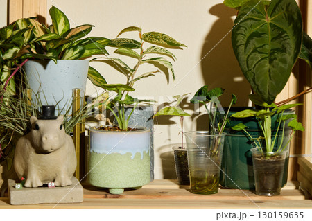 A beautiful Indoor Plant Collection that features a Decorative Pot, receiving Natural Light 130159635