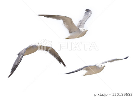 飛翔するウミネコの切り抜き画像 飛翔するウミネコの切り抜き画像 130159652