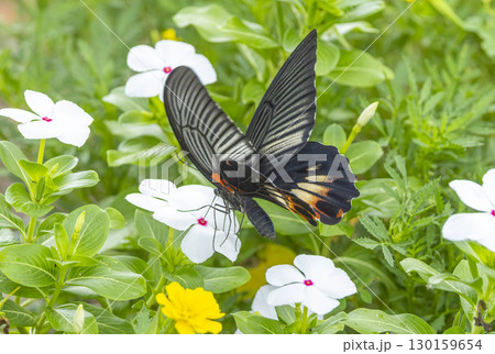 花壇の花の蜜を吸うナガサキアゲハ 花壇の花の蜜を吸うナガサキアゲハ 130159654