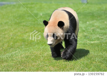 お散歩中の明浜 130159782