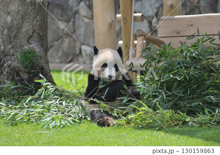 おいしそうに竹を食べる永浜 130159863