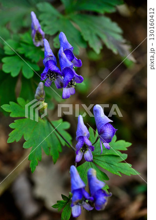 御坂山地の三方分山にて ヤマトリカブト 御坂山地の三方分山にて ヤマトリカブト 130160412