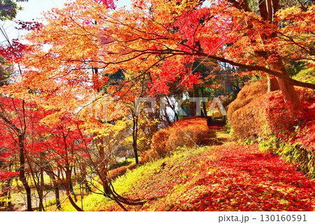 紅葉の新潟県小千谷市船岡山公園風景 130160591