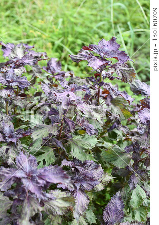 アカシソ Red shiso(Japanese herb) アカシソ Red shiso(Japanese herb) 130160709