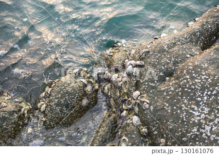 Barnacles attached to rocks in shallow coastal water 130161076