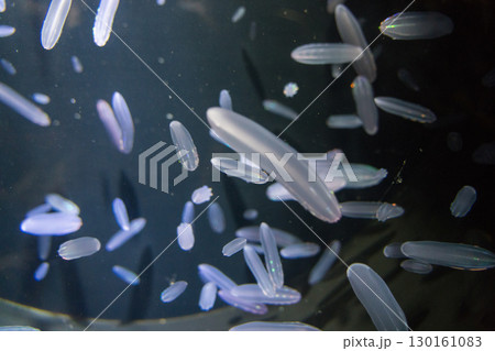 加茂水族館のシンカイウリクラゲ 130161083