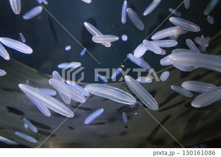 加茂水族館のシンカイウリクラゲ 130161086