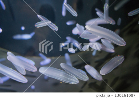 加茂水族館のシンカイウリクラゲ 130161087