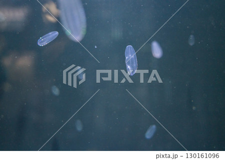 加茂水族館のウリクラゲ 130161096