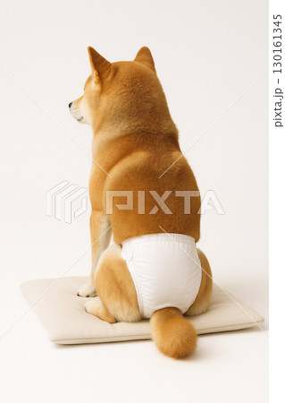 オムツをつけて静かに座る柴犬の後ろ姿 130161345