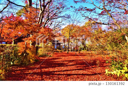 紅葉の新潟県長岡市もみじ園風景 130161392