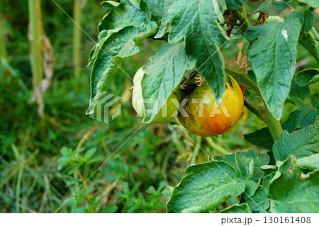 Fruits on tomato bush, the peel of which is covered with numerous scars over entire surface and deep tear emanating from middle. Chemical burns of plants, incorrect dosage of preparations, acid rain Fruits on tomato bush, the peel of which is covered with numerous scars over entire surface and deep tear emanating from middle. Chemical burns of plants, incorrect dosage of preparations, acid rain 130161408