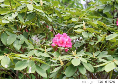 シャクナゲの花 130161520