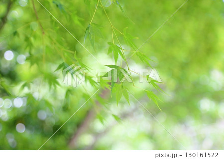 爽やか　青もみじ 130161522