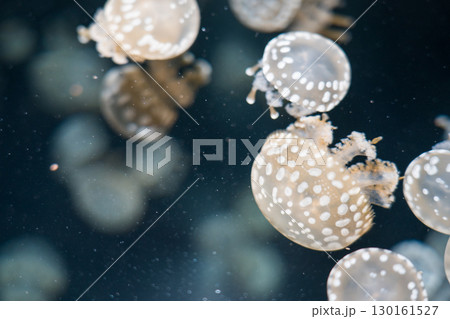 加茂水族館のバックヤードツアー（タコクラゲ） 130161527