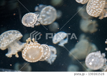 加茂水族館のバックヤードツアー（タコクラゲ） 130161528