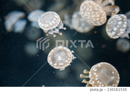 加茂水族館のバックヤードツアー（タコクラゲ） 130161530