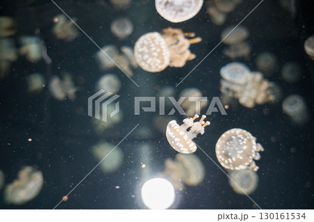 加茂水族館のバックヤードツアー（タコクラゲ） 130161534