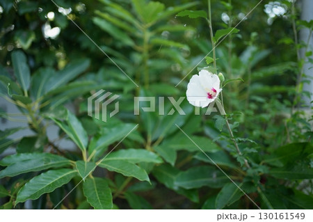 多摩川浅間神社の癒しの植物 - 静かで清々しい夏の朝のシーン（東京都大田区） 130161549