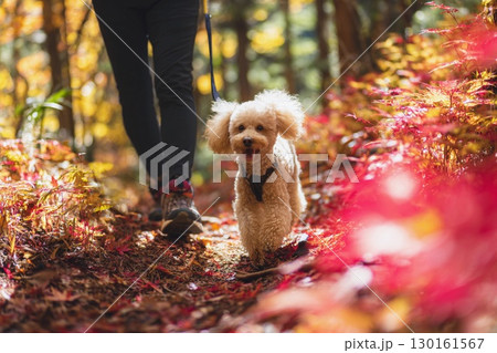 紅葉の森を飼い主と散歩するプードル 130161567