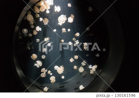 加茂水族館のタコクラゲ 130161596