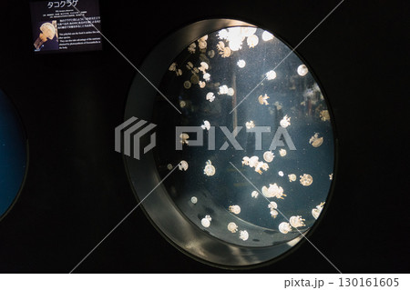 加茂水族館のタコクラゲ 130161605