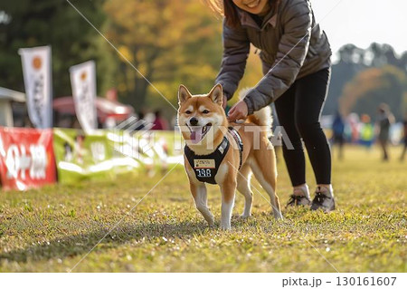 競技会のスタートを待つ柴犬と飼い主の連携 130161607