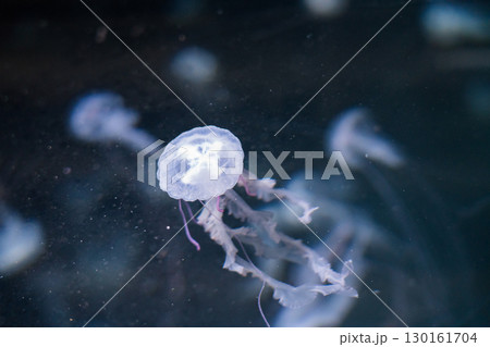 加茂水族館のバックヤードツアー 130161704