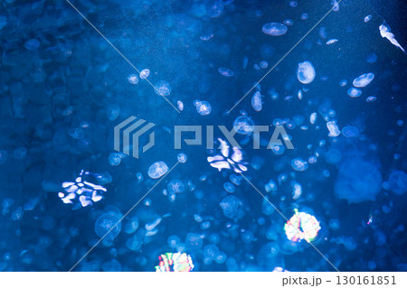 加茂水族館のバックヤードツアー(クラゲドリームシアターの直上) 加茂水族館のバックヤードツアー(クラゲドリームシアターの直上) 130161851