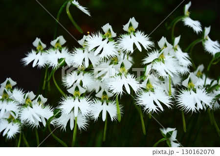 鷺草の花 130162070