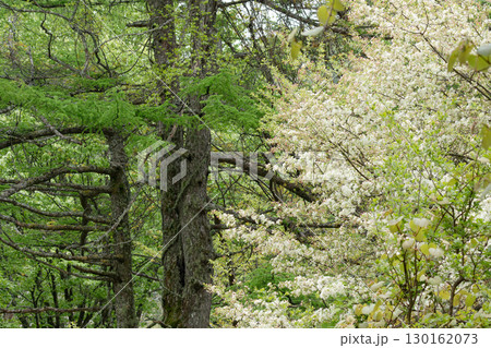 高原の林道脇の初夏の日差しに輝く満開のコナシ(ズミ) 130162073