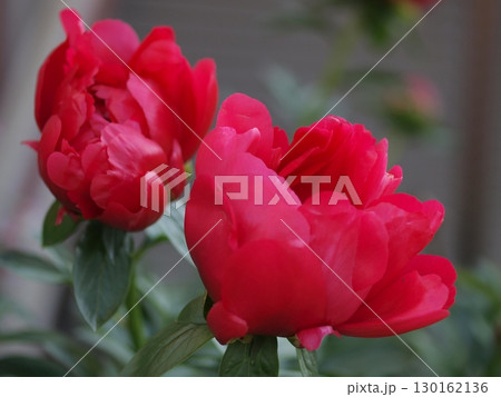芍薬の花の生態写真 芍薬の花の生態写真 130162136