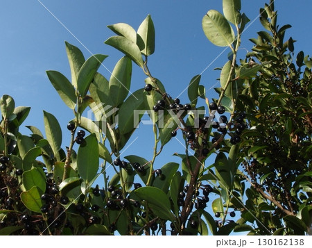 実を付けたサカキの生態写真 実を付けたサカキの生態写真 130162138