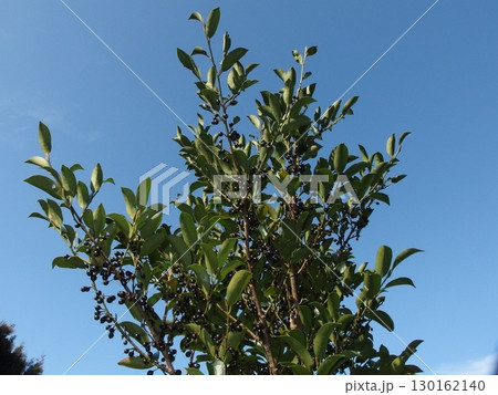 実を付けたサカキの生態写真 130162140