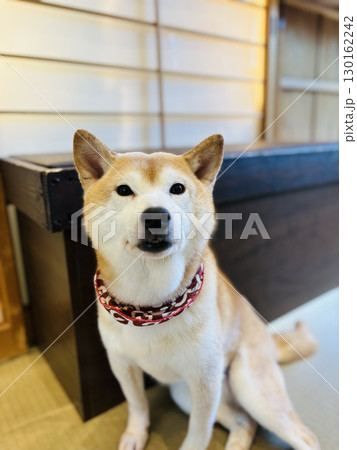和室でくつろぐ豆柴 130162242
