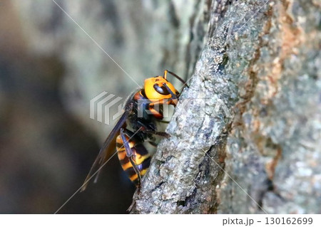 オオスズメバチ 130162699