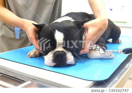 診察台の上で治療中のボストンテリアのマイティ君 130162747