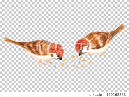 一隻麻雀在吃食物 130162888