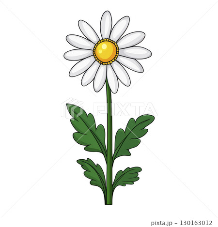 A simple illustration of daisy flower with white petals and yellow center, set against plain background. green stem and leaves add natural touch to cheerful design A simple illustration of daisy flower with white petals and yellow center, set against plain background. green stem and leaves add natural touch to cheerful design 130163012