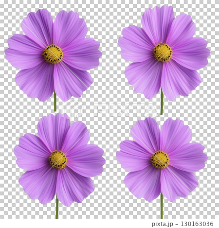 A Four vibrant pink cosmos flowers with yellow centers are arranged in grid pattern, showcasing their delicate petals and natural beauty. flowers are isolated on transparency background 130163036